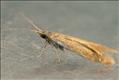 0490 (37.005) Coleophora lutipennella